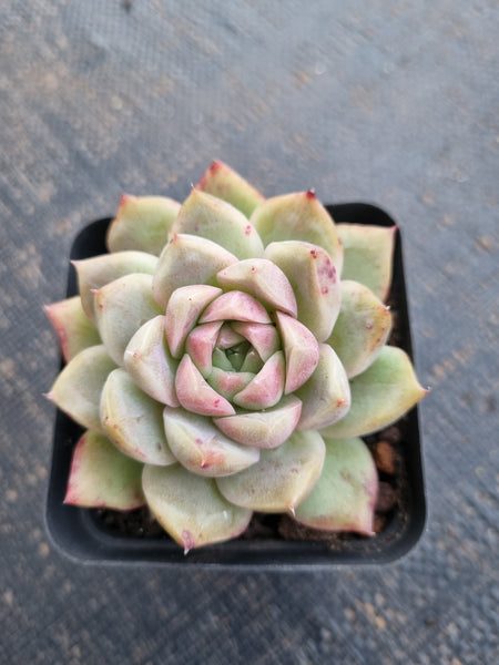 *GLGhybrid(1-769)  Echeveria Elegans 'Alba' hybrid 白月影杂