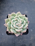 Echeveria 'Pink baby rose' 粉色蔷薇
