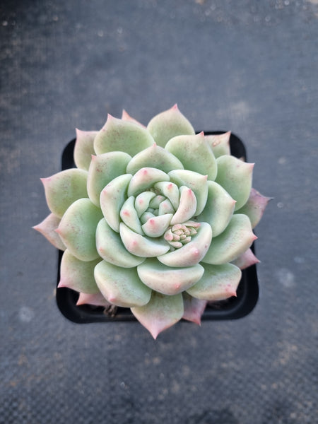 Echeveria 'Pink baby rose' 粉色蔷薇