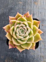 *GLGhybrid(1-621) Echeveria agavoides Ebony hybrid 乌木杂