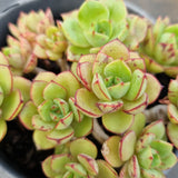 *GLGhybrid(2-6) Echeveria Ballsii hybrid 灰姑娘杂