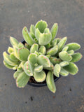Cotelydon Tomentosa variegated - white form 白熊
