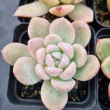 *GLGhybrid(1-502) Special hybrid pack of 4