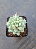 Pachyveria sp. (ice cream）冰淇淋
