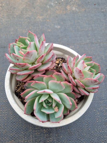 *GLGhybrid(2-384) Echeveria Laulensis hybrid 劳伦斯杂