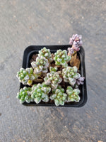 Sedum furfuraceum 群毛豆