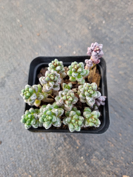 Sedum furfuraceum 群毛豆