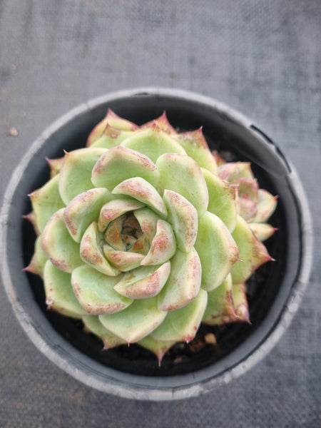 *GLGhybrid(2-366) Echeveria White Bloody Maria 白血玛