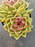 *GLGhybrid(2-115) Echeveria Black Rose hybrid 黑玫瑰杂
