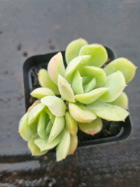 *GLGhybrid(1-1522) Echeveria Elegans 'Alba' hybrid 白月影杂
