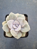 Graptoveria ‘Margaret Rose’  诺玛