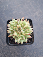 *GLGhybrid(1-813) Echeveria 'Gilva' hybrid crested 玉杯东云杂缀化