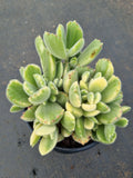 Cotelydon Tomentosa variegated - white form 白熊