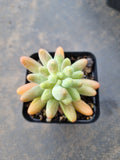 Sedum Pachyphyllum 'Koigokoro'  恋心