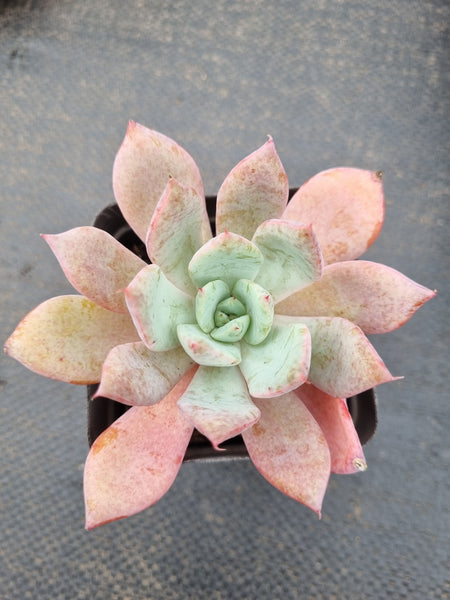 *GLGhybrid(1-1548) Echeveria Mexican Giant hybrid 巨人杂