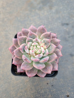 Echeveria 'Frosty Bloom' (霜花 E. prolifica hybrid)