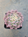 Echeveria 'Frosty Bloom' (霜花 E. prolifica hybrid)