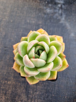 *GLGhybrid(1-1269) Echeveria Agavoides hybrid 冬云杂