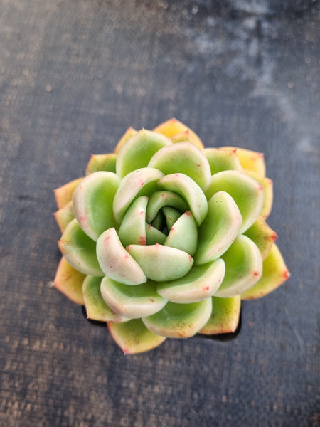 *GLGhybrid(1-1269) Echeveria Agavoides hybrid 冬云杂