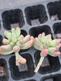 Sedum Pachyphyllum 'Koigokoro' cutting  恋心砍枝