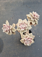 *GLGhybrid(1-1114) Graptopetalum Mendozae X Superbum 丸姬杂华丽风车