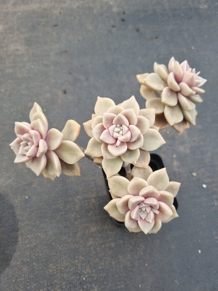 *GLGhybrid(1-1114) Graptopetalum Mendozae X Superbum 丸姬杂华丽风车
