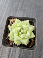 Haworthia cymbiformis(Haw.) Duval