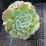 *GLGhybrid(1-185) Echeveria Laulensis hybrid 劳伦斯杂