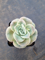 Graptoveria Lovely Rose - wide leaf 大叶可爱玫瑰