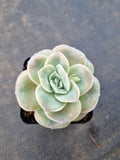 Graptoveria Lovely Rose - wide leaf 大叶可爱玫瑰