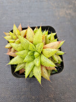 Haworthia Reticulat Var. Subregularis