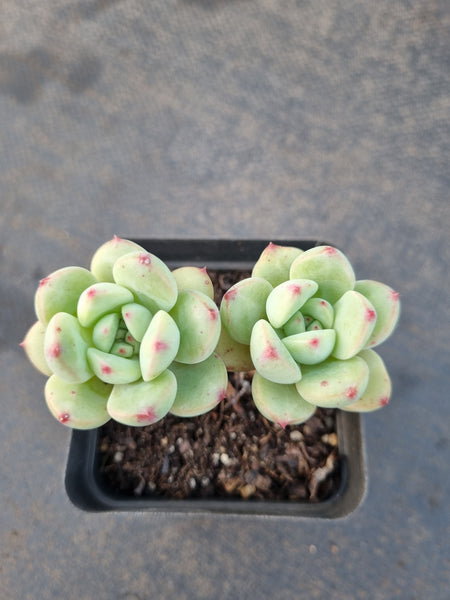 *GLGhybrid(1-1221) Pachyveria Elaine hybrid 香水杂