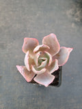 Echeveria Afterglow  晚霞
