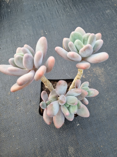 *GLGhybrid(1-1400) Pachyveria 'Concubine's Finger' 贵妃手指