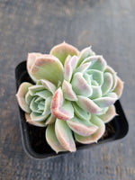 *GLGhybrid(1-1301) Echeveria Hyalina hybrid 海琳娜杂