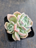 *GLGhybrid(1-1301) Echeveria Hyalina hybrid 海琳娜杂