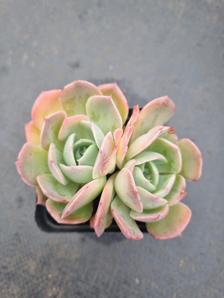 *GLGhybrid(1-1344) Echeveria Reglensis hybrid 红颜杂