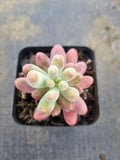 Sedum Pachyphyllum 'Koigokoro'   恋心