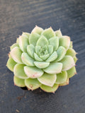 *GLGhybrid(1-1395) Echeveria Elegans 'Alba' hybrid 白月影杂