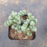 Corpuscularia lehmannii 鹿角海棠
