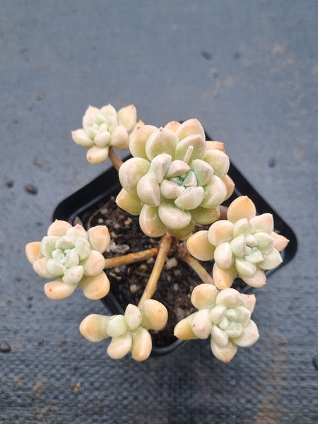 *GLGhybrid(1-1507) Graptopetalum Mendozae hybrid 丸姬杂