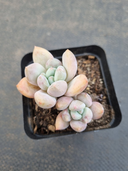*GLGhybrid(1-1107) Pachyveria Elaine hybrid (small)香水杂