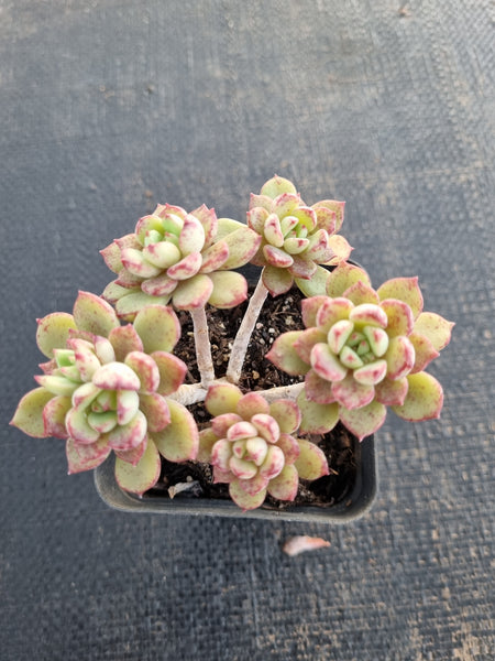*GLGhybrid(1-656) Sedum Perezdelarosae hybrid 焦糖精灵杂