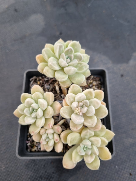 *GLGhybrid(1-1162) Graptopetalum Mendozae hybrid 丸姬杂