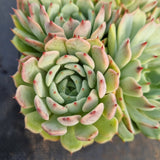 *GLGhybrid(2-29) Echeveria Halbingeri hybrid 海滨格瑞杂