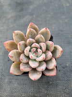 *GLGhybrid(1-985) Pachyphytum compactum hybrid 千代田之松杂