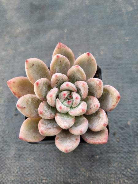 *GLGhybrid(1-985) Pachyphytum compactum hybrid 千代田之松杂
