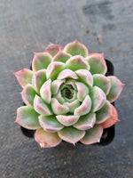 *GLGhybrid(1-869) Echeveria Elegans 'Alba' hybrid 白月影杂