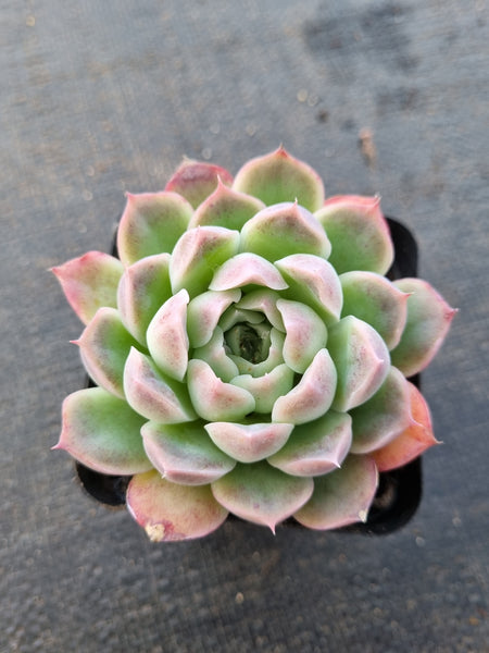 *GLGhybrid(1-869) Echeveria Elegans 'Alba' hybrid 白月影杂