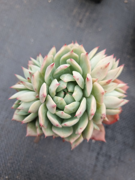 Echeveria Tippy 蒂比